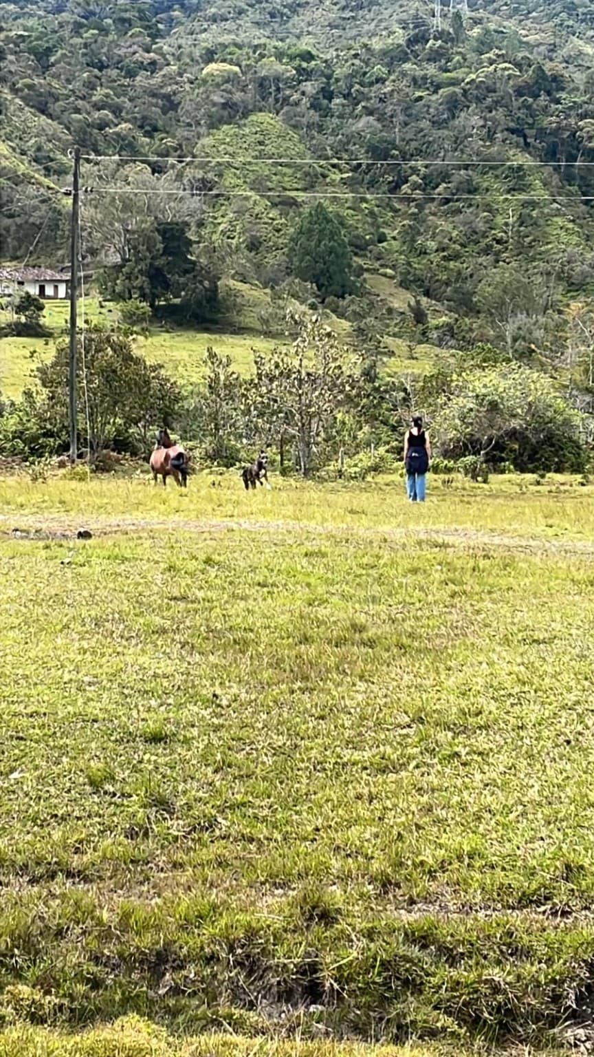 Horses in one of La Julia's green areas